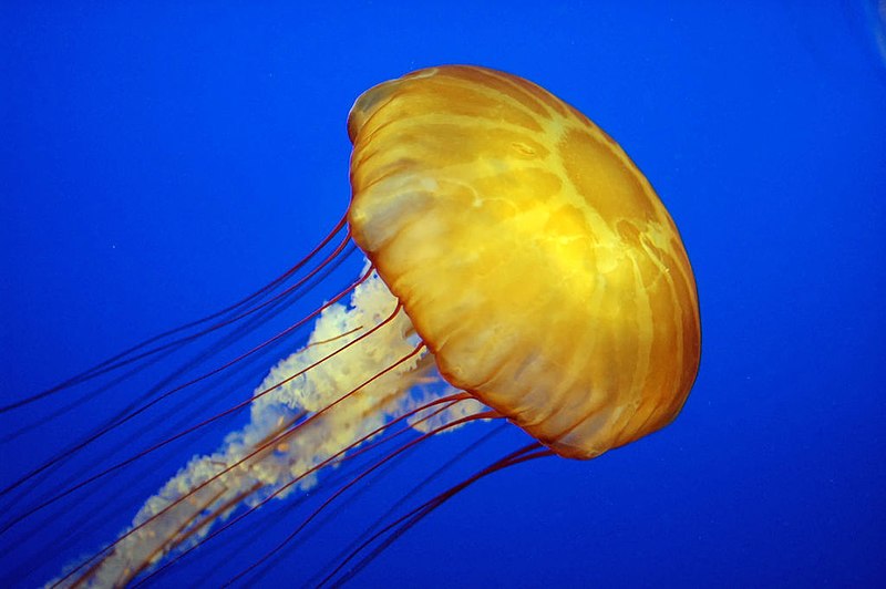 image of a jellyfish